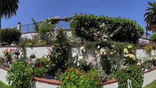 Garden Pano 5 from 2022 Mary Lou Heard Memorial Garden Tour – A Gardener's Notebook