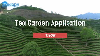 Thor Agriculture Drone for Tea Garden