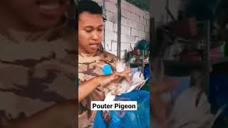 Menangkap burung merpati gondok #shorts #merpati #merpatikolong #paul