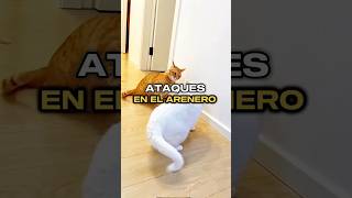 Los GATOS se ATACAN en el ARENERO 😓 #gatos #lakarenysusgatos