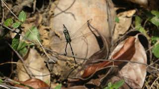 Orthetrum sabina (Drury, 1773)