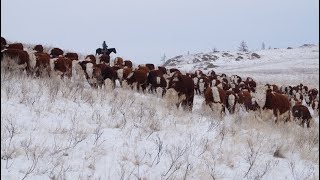 Как себя чувствуют телята при -12❄️