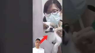 If you laugh, you restart #animals #funnyanimals #funny #trending #viralvideo #funnyvideo #viral