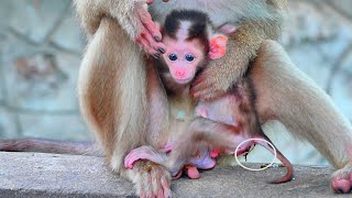 Sadly ! Baby cute monkey MOKEN soft power - cos he is not yet get milk enough