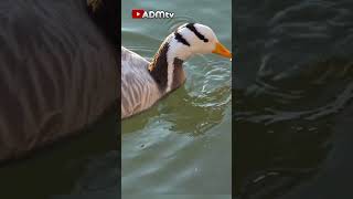 Bebek berenang #shorts #bebek #animals