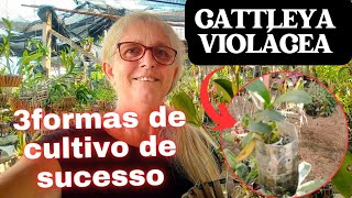 🟣 COMO CULTIVAR ORQUÍDEAS CATTLEYA VIOLÁCEA SEGREDO REVELADO