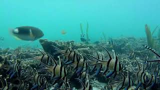 Banggai Cardinalfish I Bontolan Beach I Banggai Laut