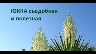 137. ЮККА красивая и съедобная. Свойства и польза.