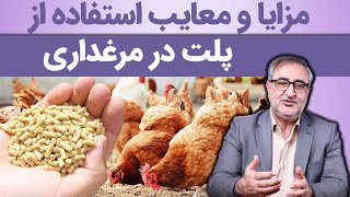 مزایا و معایب استفاده از پلت در مرغداری