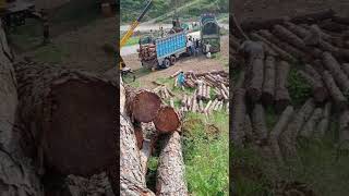 Deforestation in Swat Valley