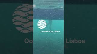 Dive with Oceanário de Lisboa in the beautiful waters of Sesimbra! 🤿🌊