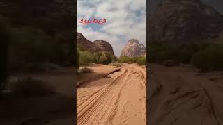 الزيته تبوك بعد الامطار