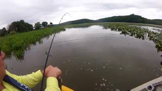 Bassin on Potomac Creek June 17 2016