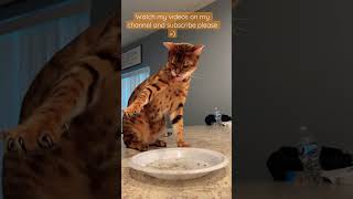 Subscribe please, Magnus the Bengal cat playing with catnip