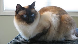 Great pictures of Balinese Cat