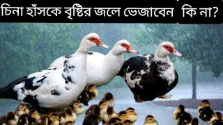 চিনা হাঁসকে বৃষ্টির জলে ভেজাবেন কি না? cina hash palon চীনা হাঁস পালন  | china has #graduate_farmer