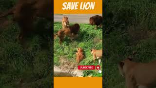 Gang war | #savelion #savethelions #4k