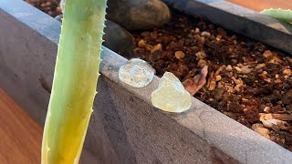 Moldavite and Cabochon Libyan Desert Glass!