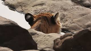 Noor takes a dip in the pool after hunting at Ranthambore-April 2024