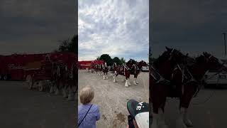 Budweiser Clydesdales dancing to music!