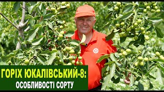 №205 Горіх "Юкалівський-8": особливості сорту