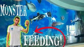 MONSTER FISH FEEDING||HOW TO FEED MONSTER FISHES|| MOST AGGRESSIVE FISH||