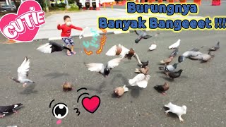 Bermain Mengejar Burung Merpati | Play Chasing Pigeons