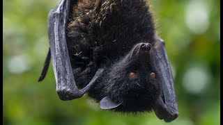 We need your help to save the Livingstone's fruit bat!