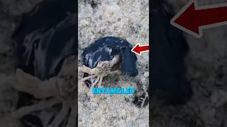 Could This Be the Real-Life Version of Venom? #shorts #viral