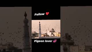 maari pigeon lovers 💖💖 #pigeion #birdspecies #birds #pigeonpigeon #kabutar #kabutarbazi