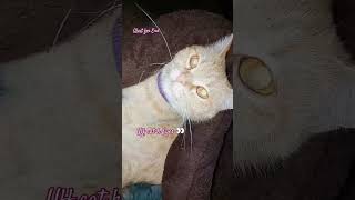 #viralcateyes#viralreels #viralcats #viral_video #viralvideo