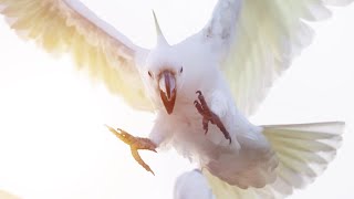 Cockatoo Fight Animated Still