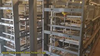 pullet chicken cage