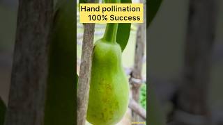 Hand Pollination 100% success || ss terracegarden and vlogs #gardening #plants #organic #ytshorts