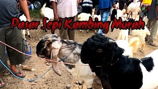 ‼️Harga Kambing terbaru mulai...