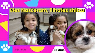 ELES NASCERAM LINDOS FILHOTES DE SHITZU 35 DIAS