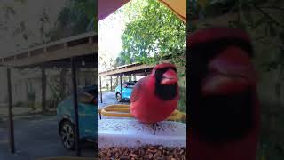 Cardinal Ollie enjoys a snack #birdwatching