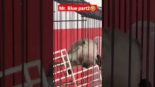 Mr Blue TING TING TANG part 2 #aquafishzone #trendingshorts #trendingvideo #viralvideo #viralshorts