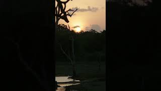 Nature sunrise Sri Lanka #shorts