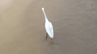 This egret has got fish on his mind at Bay St. Louis, Mississippi