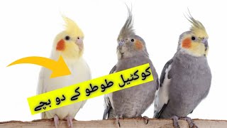 Good news || Bad news || y kia hooo gya🦜