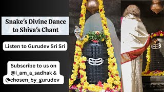 WOW 🤯😲Nag (Snake) is rejoicing on Shiva Lingam for Chant Om Namah Shivaya @artofliving @Gurudev Says