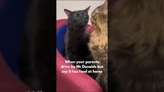 cat zoning out Meme