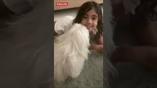 Allu Arjun Daughter Arah playing with dog #shorts