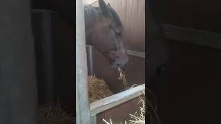 Телефон в руке!? что это такое? #horse #hoeses #wildnaturetv250 #short #shorts #лошади #лошади