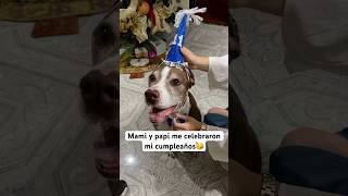 Asi se celebra un cumpleaños perruno 🐶🥳 - Andrea Aristi