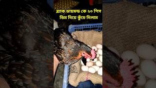 কুঁচে দিলাম #nurbhai #hen #chicken