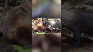 Komodo Dragons eating a Deer alive