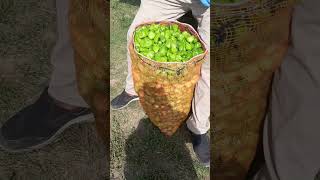 harvesting habanero and tomatoes in the farm #food #shorts