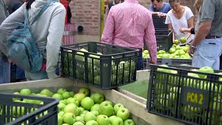 Elaboración Artesanal de Sidra - Molienda y Prensado